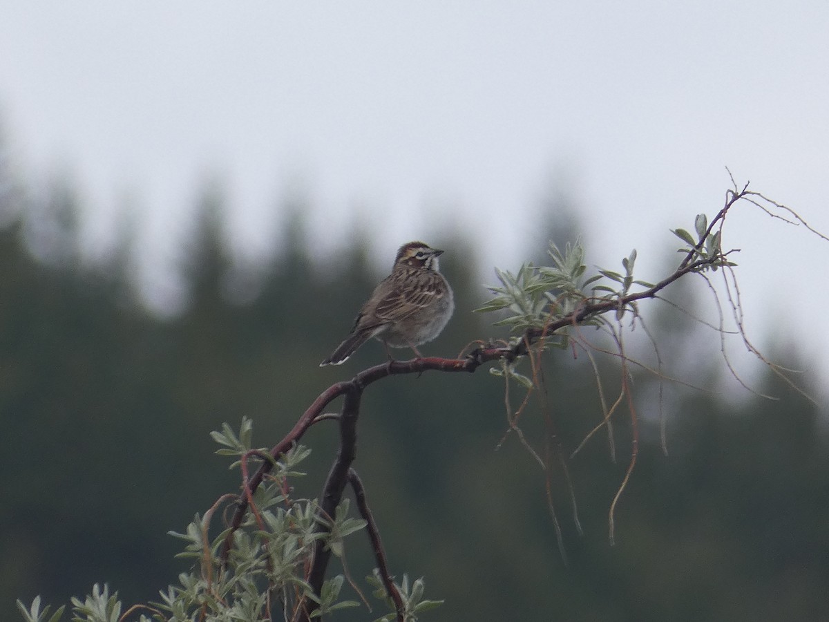 Lark Sparrow - ML451163111