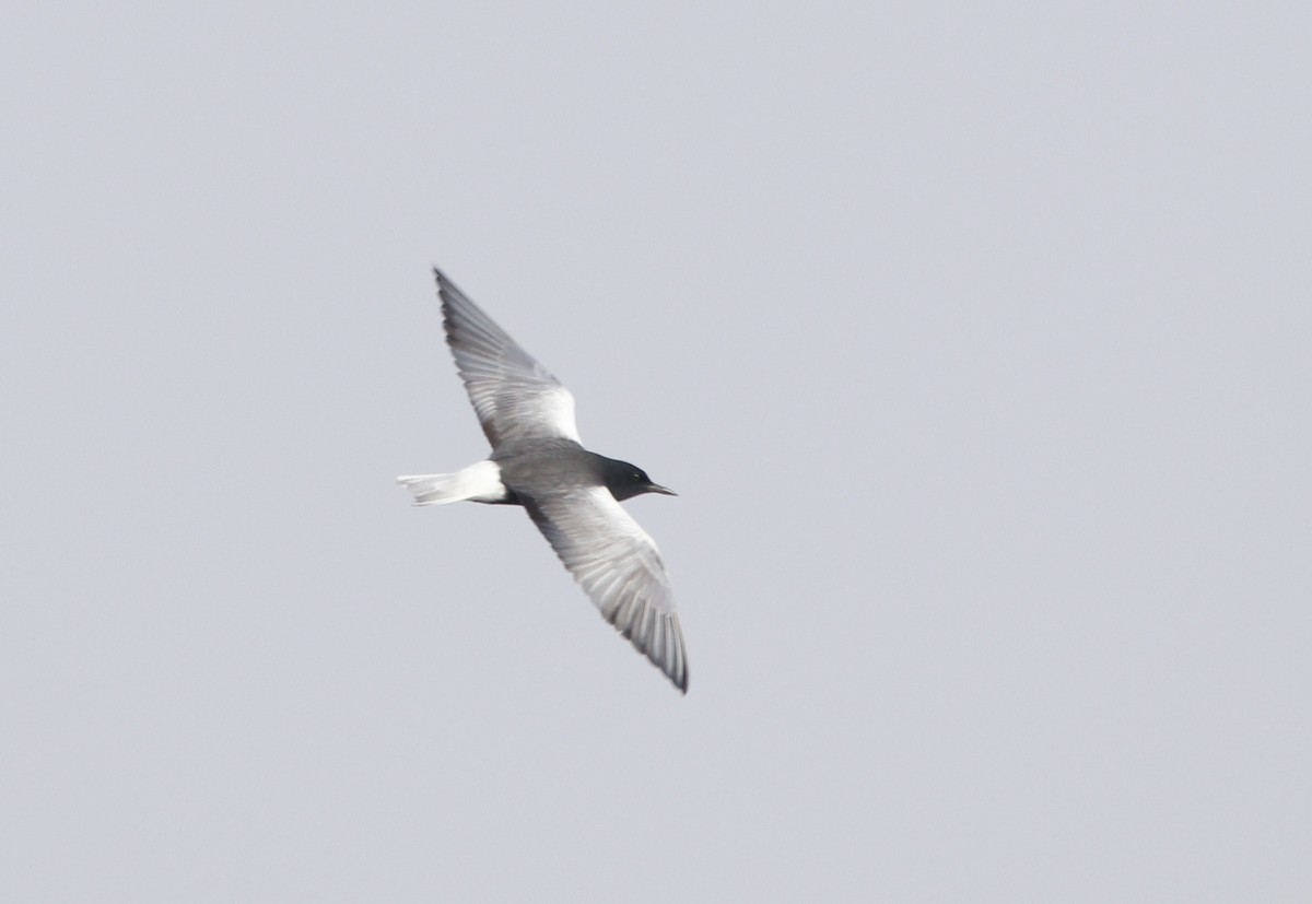 White-winged Tern - Bhaarat Vyas