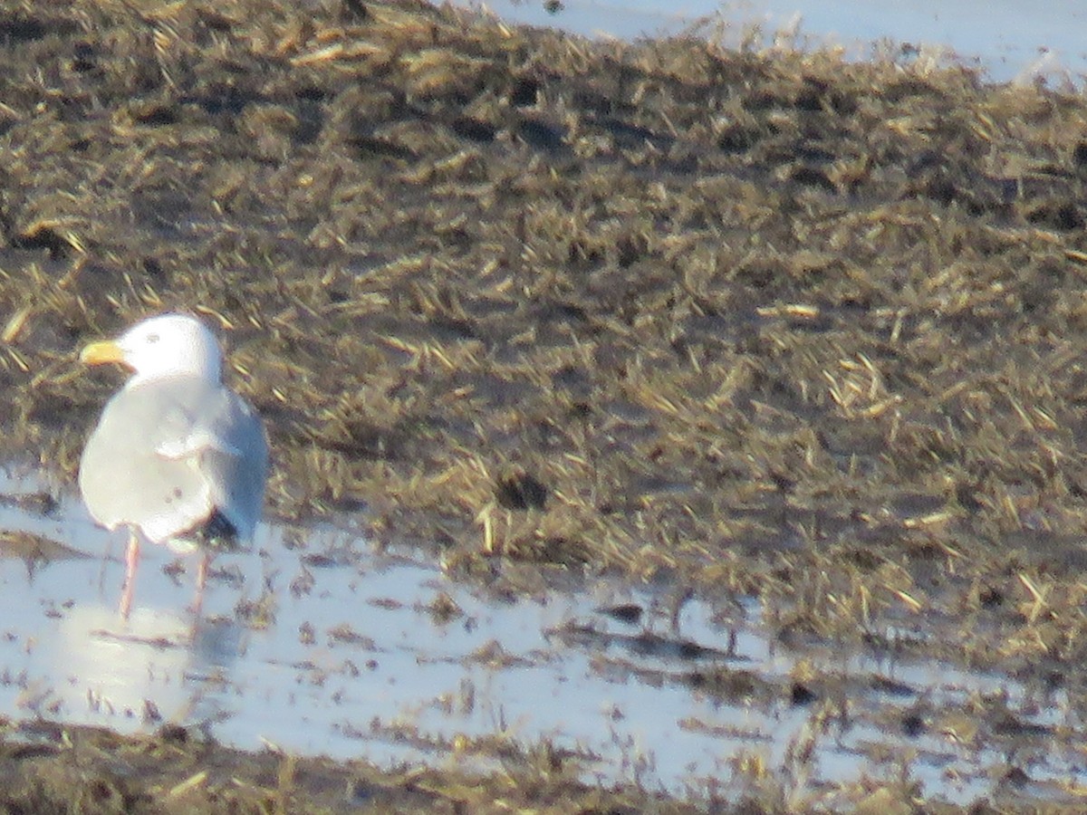 Gaviota Argéntea - ML451163771