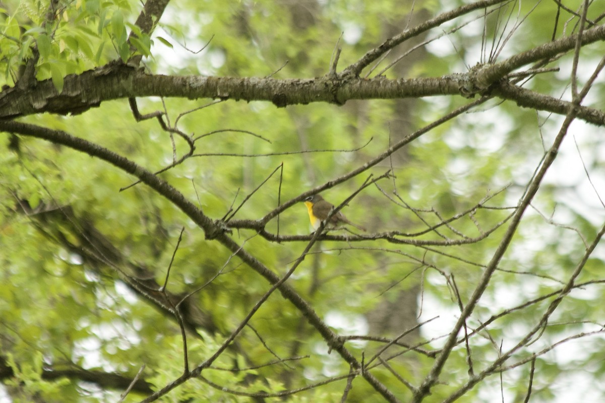 Yellow-breasted Chat - ML451164441
