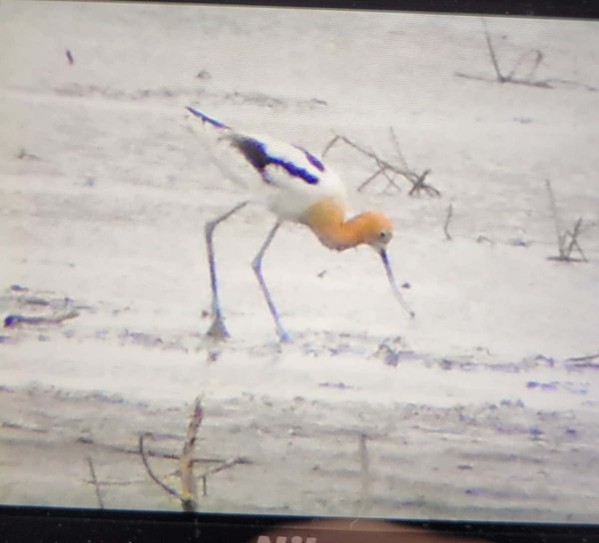 Avoceta Americana - ML451164531