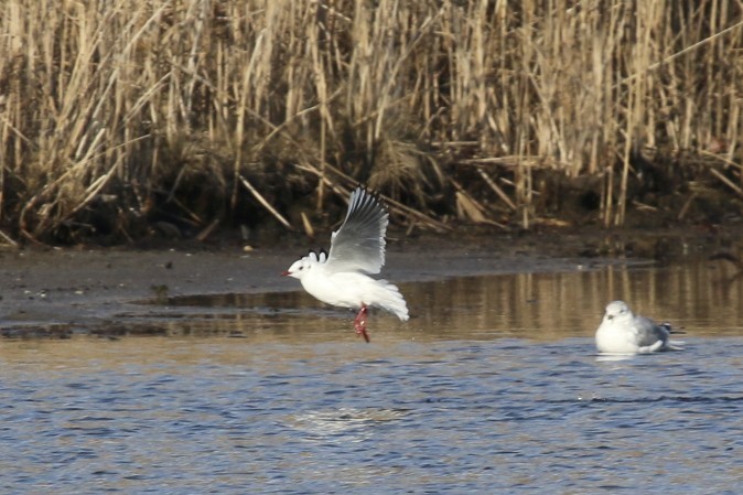 Black-headed Gull - ML45116461