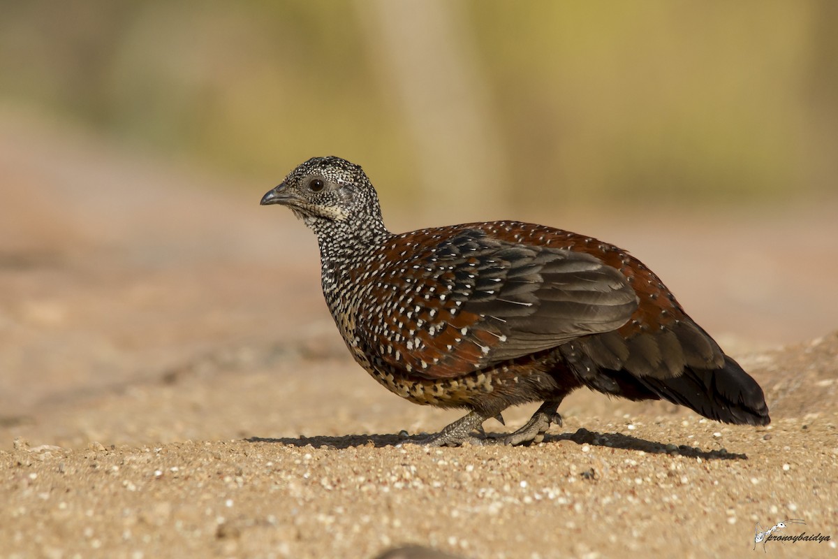 Painted Spurfowl - Pronoy Baidya