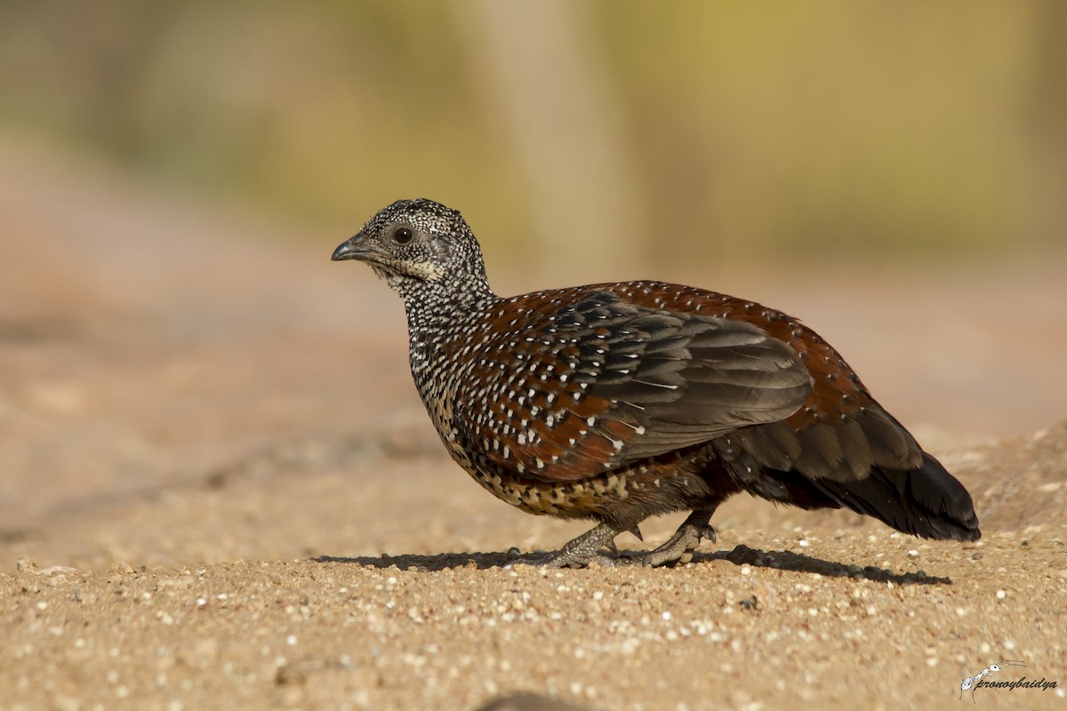 Painted Spurfowl - ML45116561