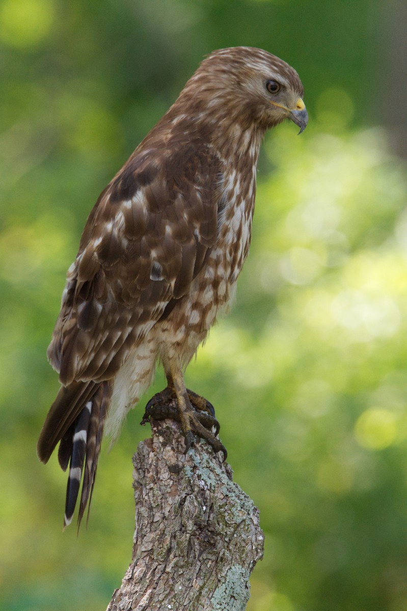 Red-shouldered Hawk - ML451165921