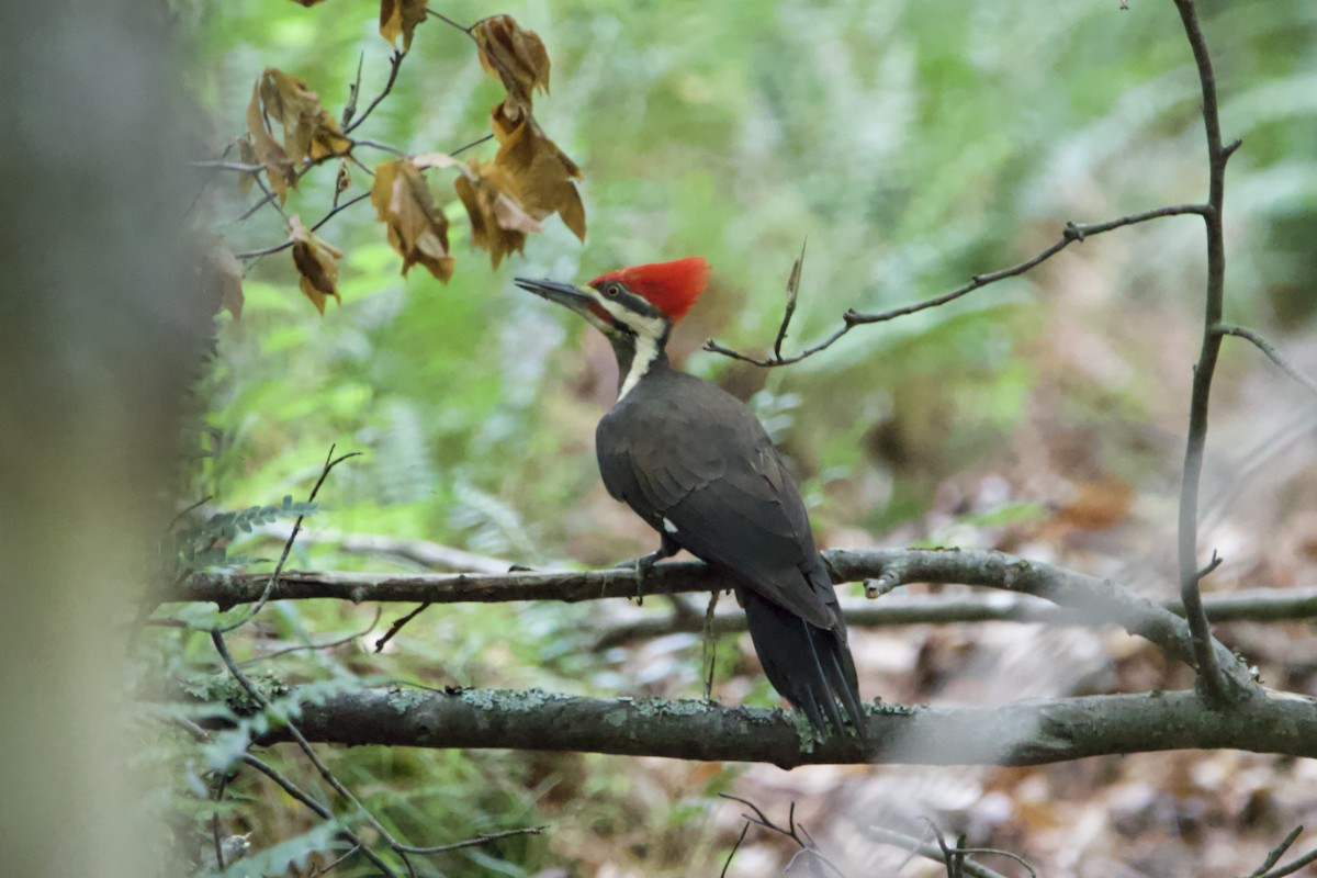 Pileated Woodpecker - ML451166121