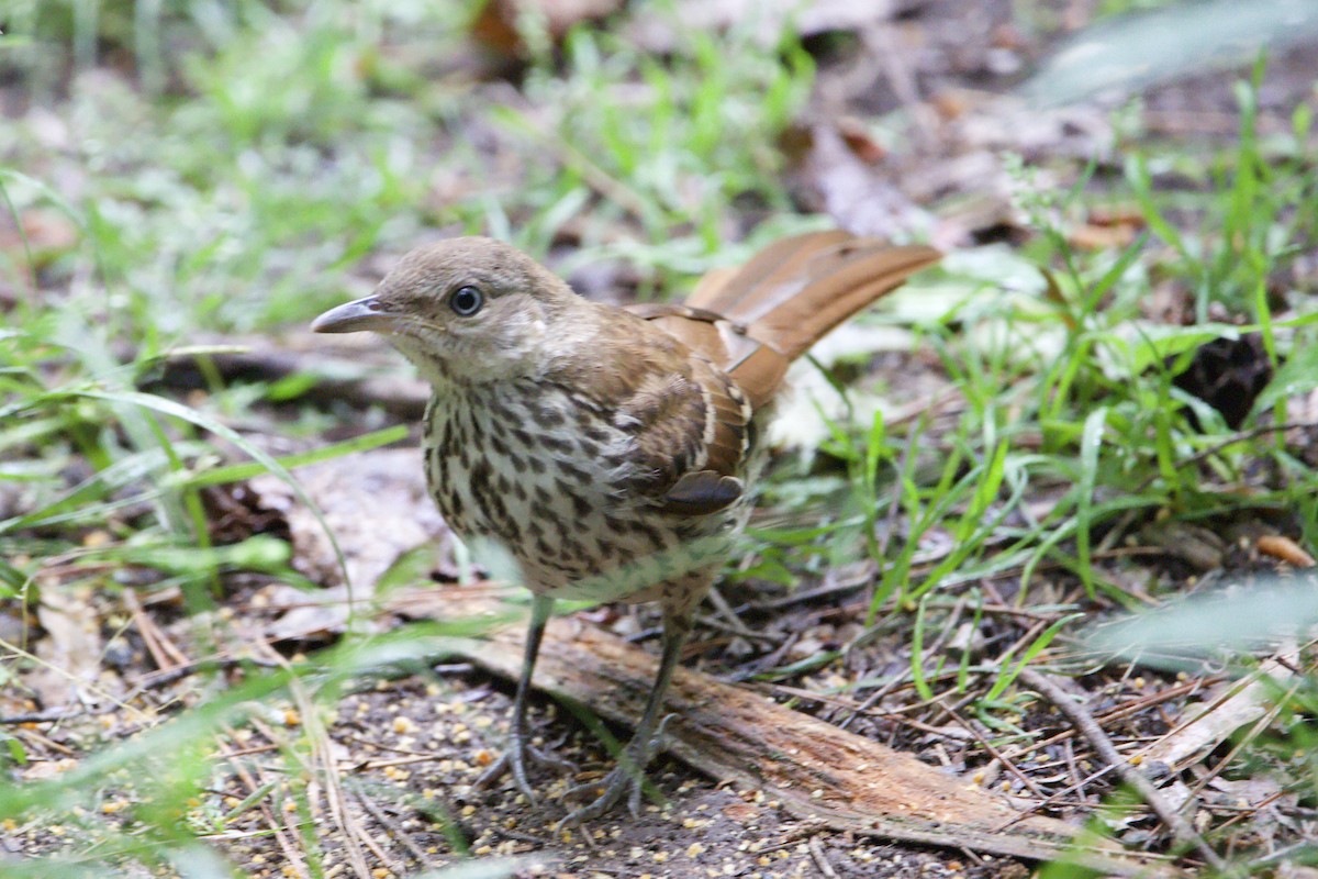 Brown Thrasher - ML451166321