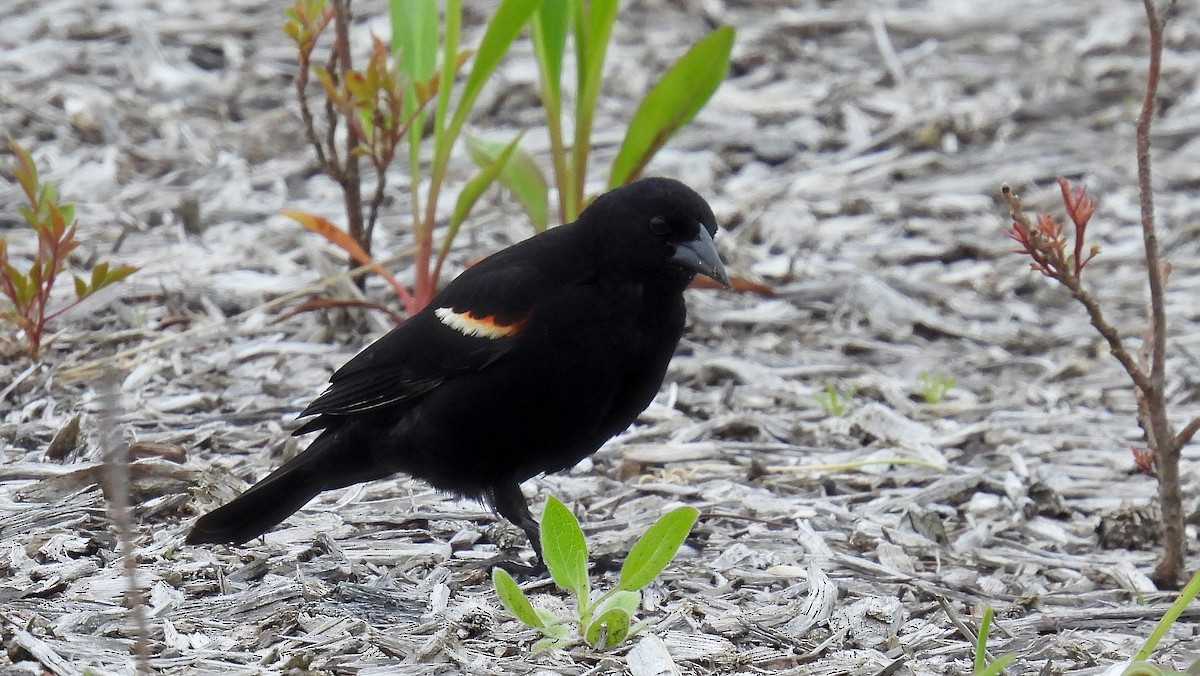 Red-winged Blackbird - ML451166371