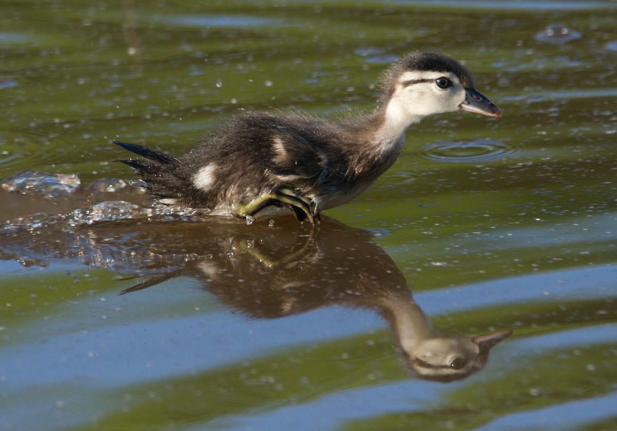 Wood Duck - ML451166501