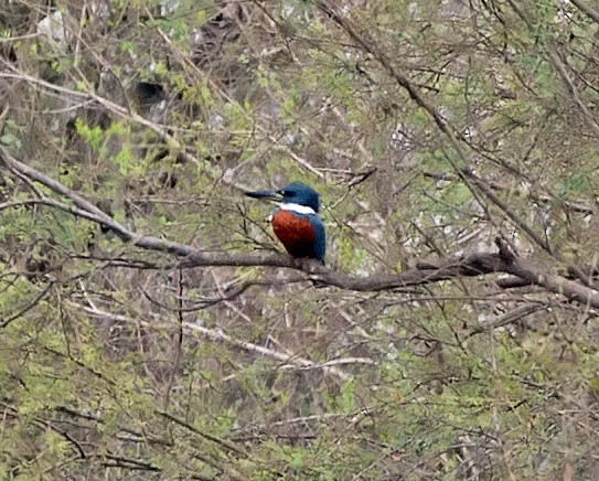 Ringed Kingfisher - ML45116661