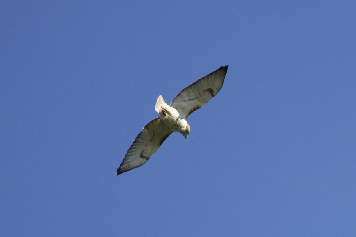 Red-tailed Hawk - ML451167461