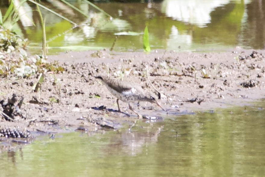 Spotted Sandpiper - ML451167571