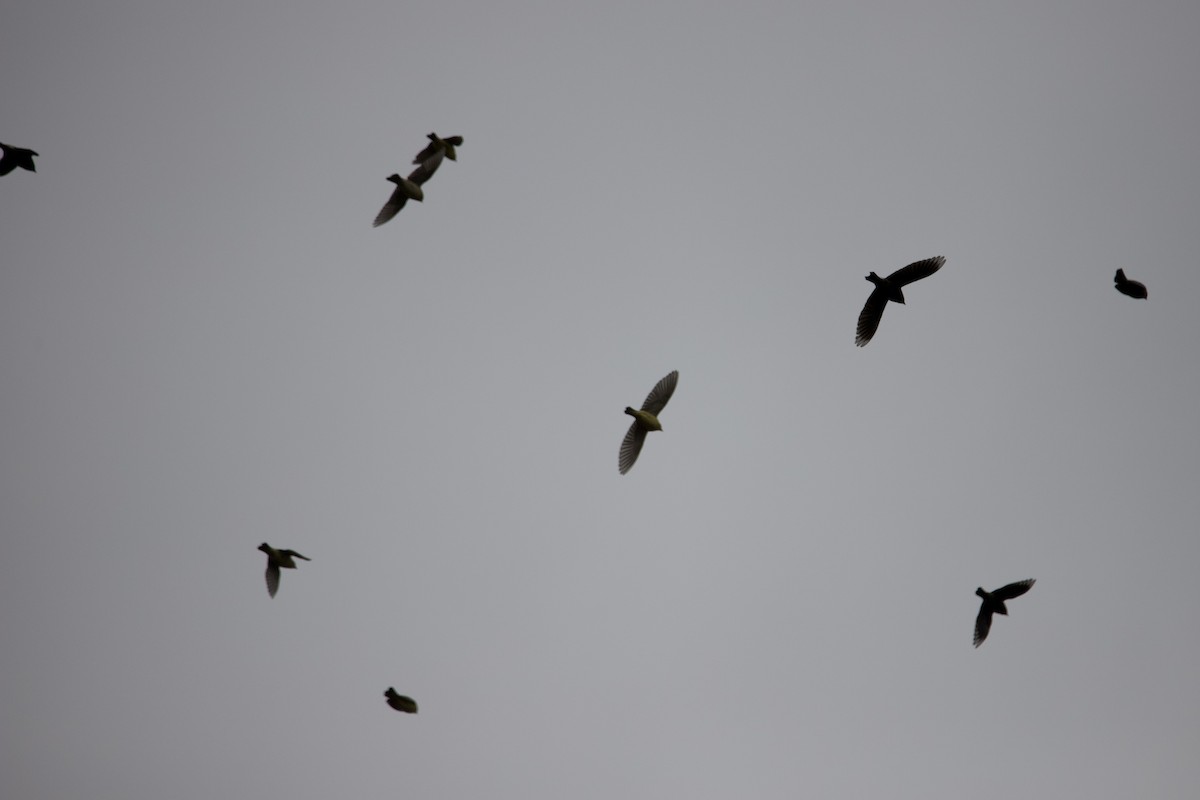 Bobolink - ML451168351