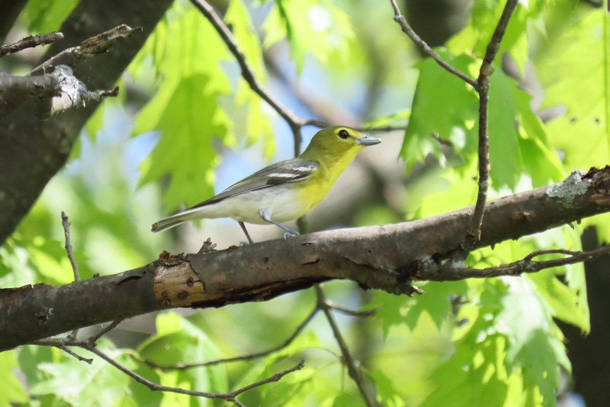 Yellow-throated Vireo - ML451168401