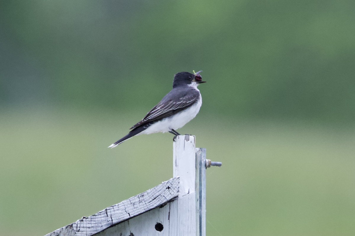 Eastern Kingbird - ML451168761