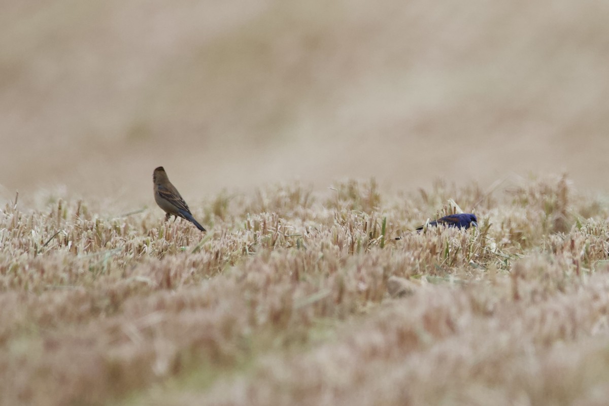 Blue Grosbeak - ML451169021