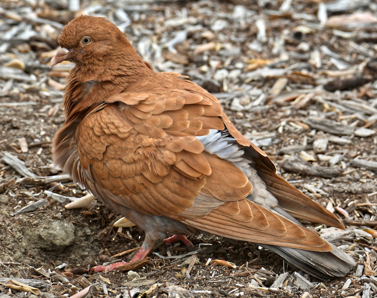 Rock Pigeon (Feral Pigeon) - Barbara Wise