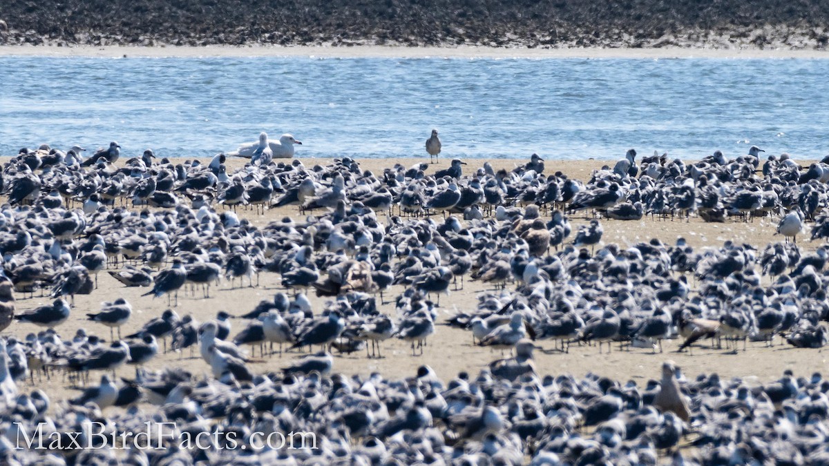 Glaucous Gull - ML451171151