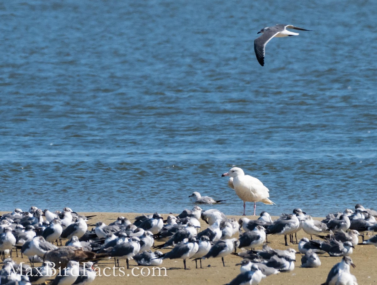 Glaucous Gull - ML451171221