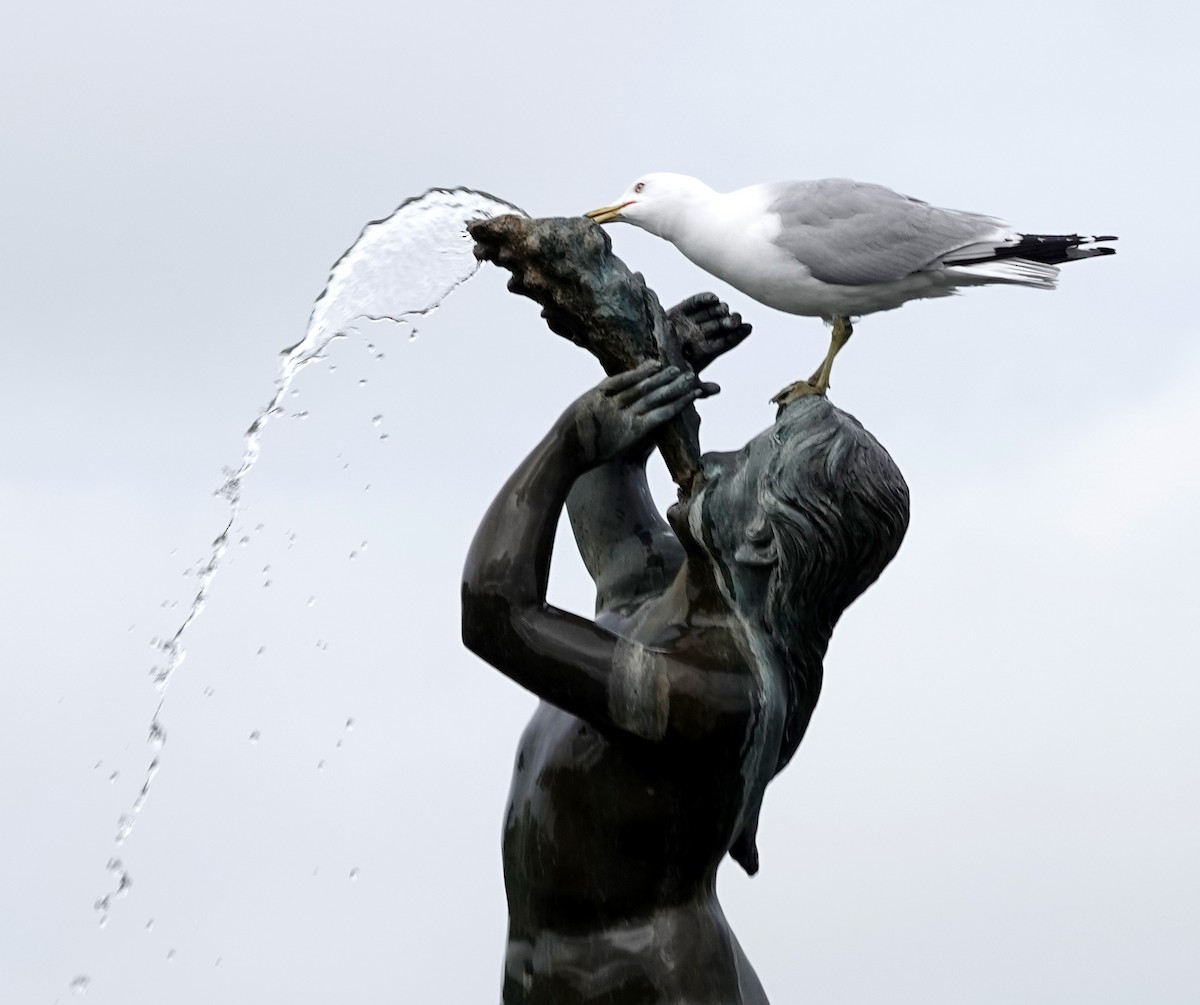 Ring-billed Gull - ML451172141