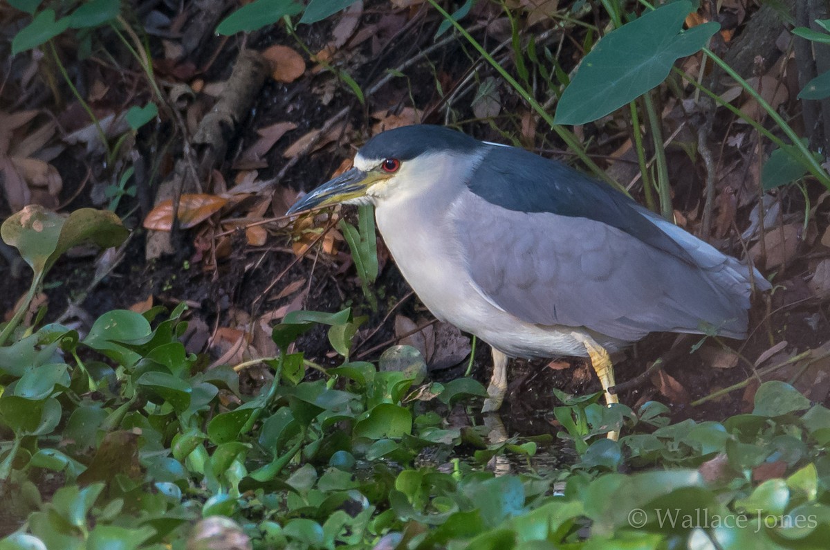 Black-crowned Night Heron - ML45117401