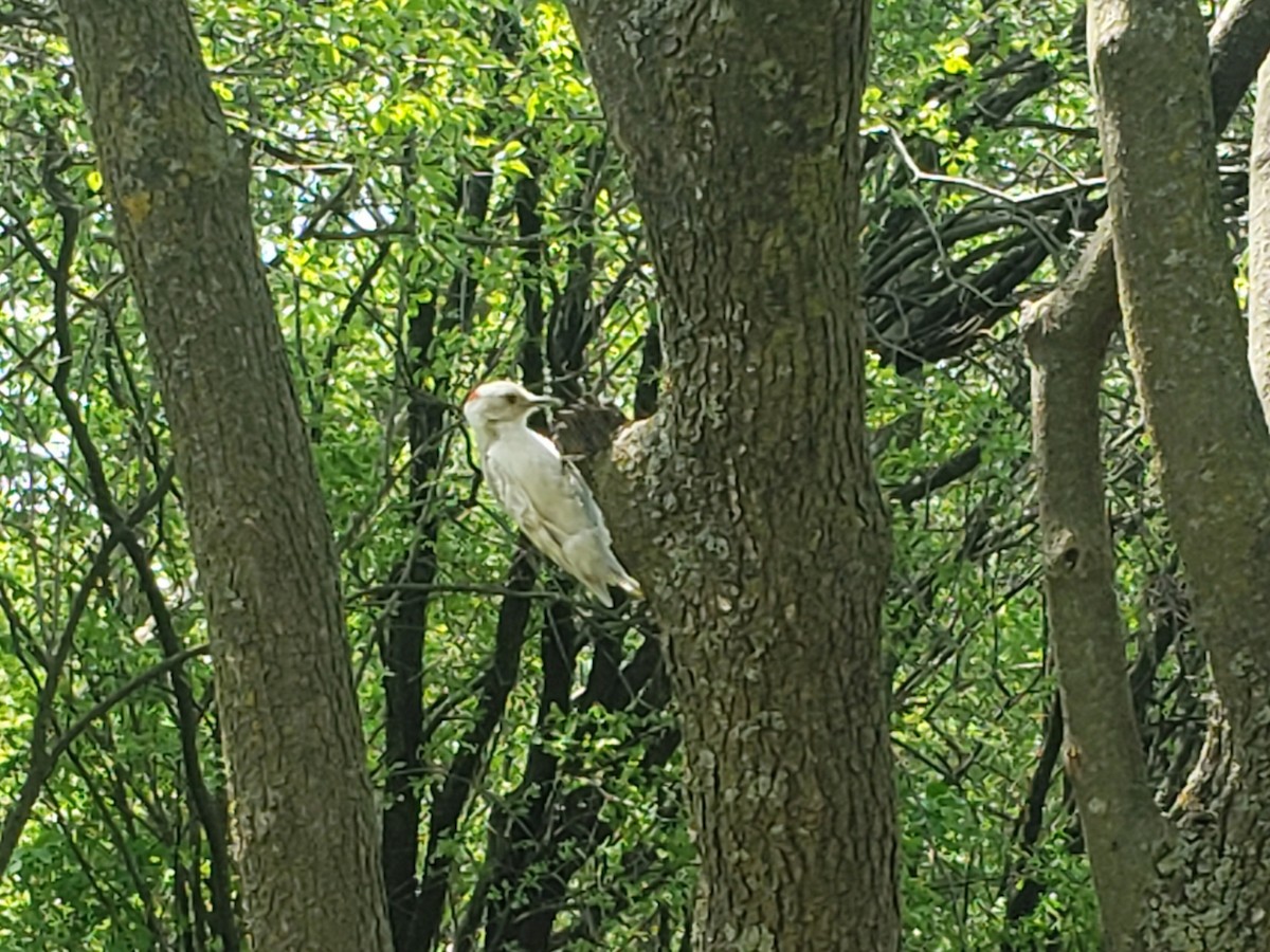 Downy Woodpecker - ML451174711