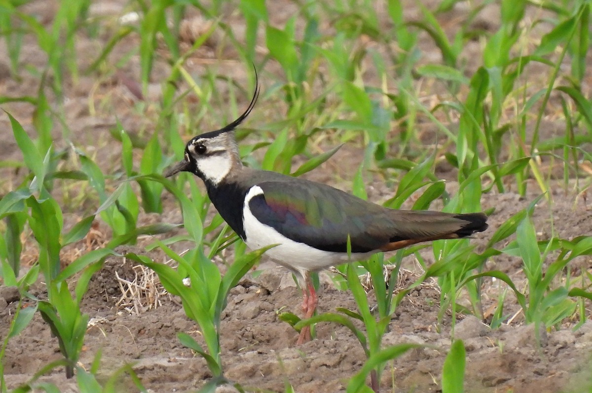 Northern Lapwing - Leszek Noga