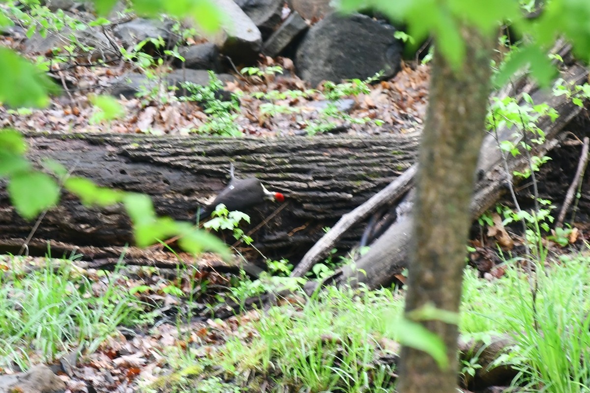 Pileated Woodpecker - ML451176221