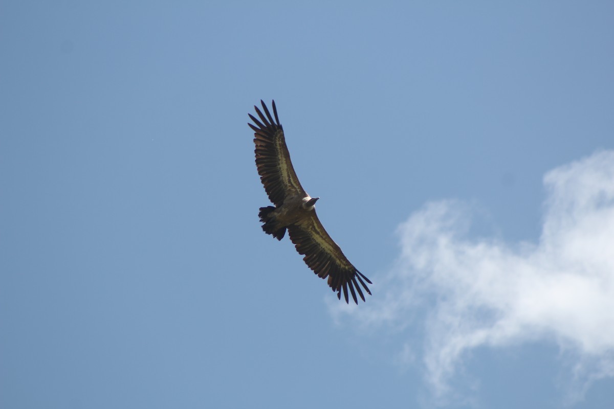 Eurasian Griffon - ML451176421