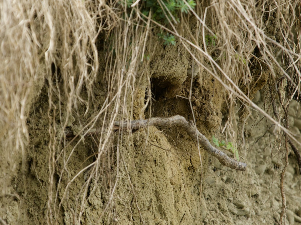 Northern Rough-winged Swallow - ML451180441