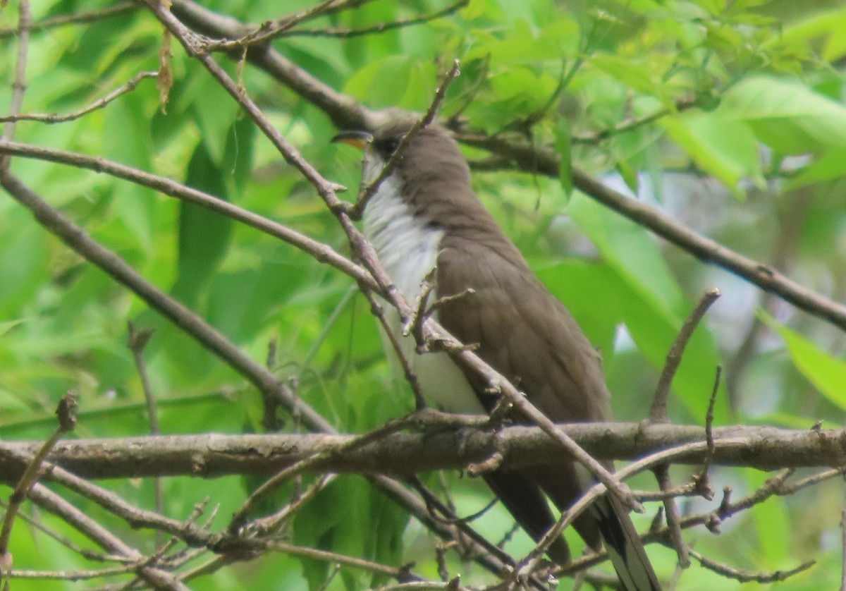 Yellow-billed Cuckoo - dave chase