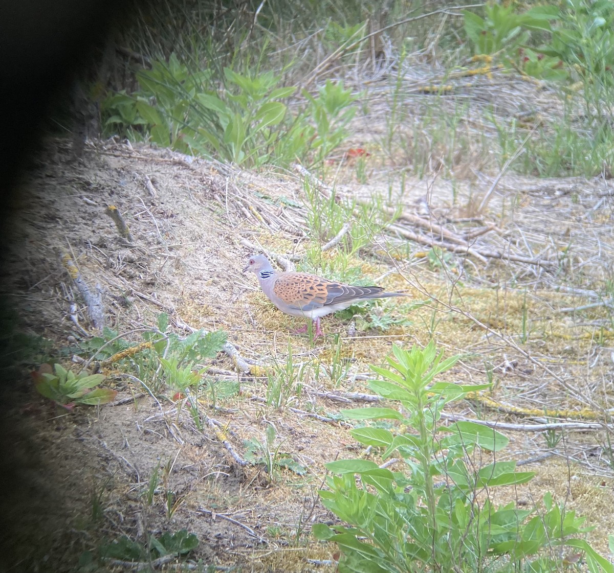 European Turtle-Dove - ML451184101