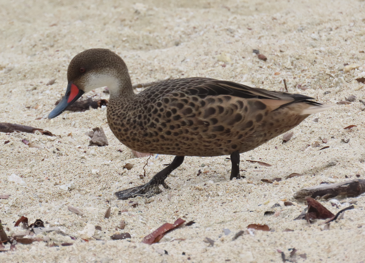 White-cheeked Pintail - ML451185141