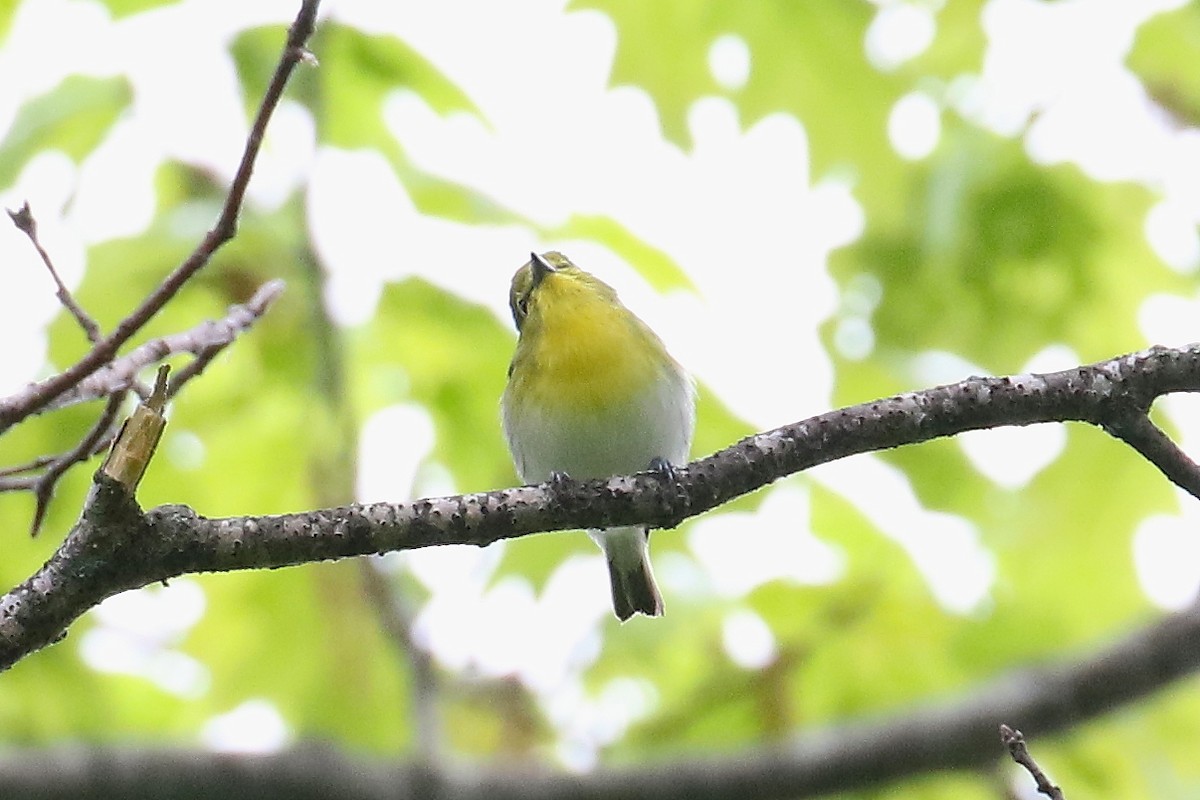 Vireo Gorjiamarillo - ML451185511