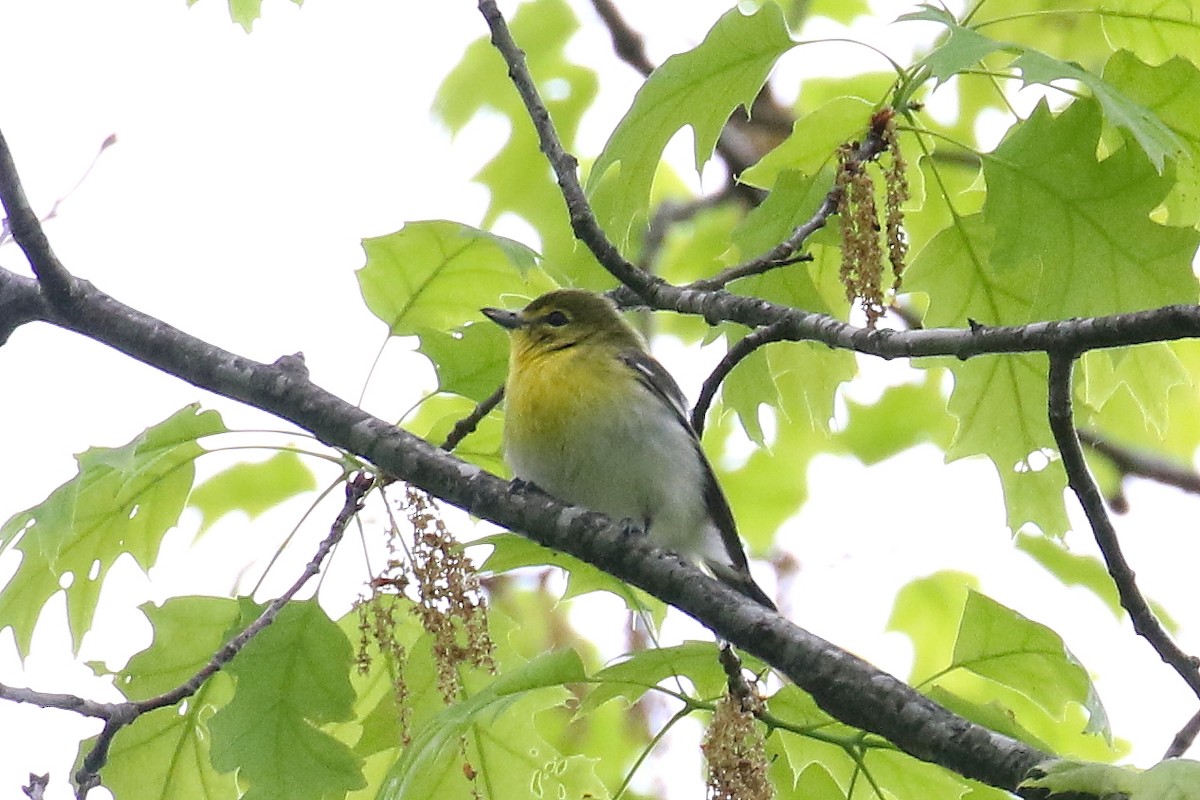 Sarı Gerdanlı Vireo - ML451185521