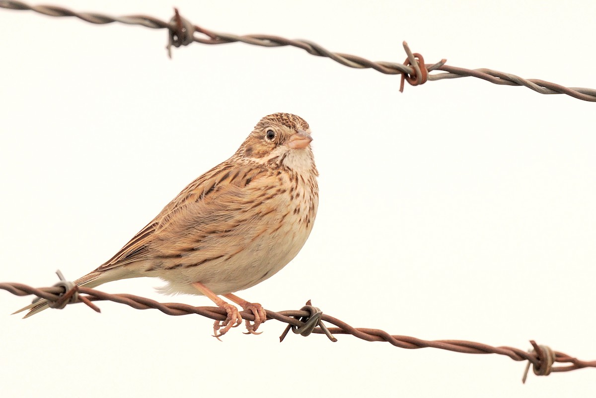 Vesper Sparrow - Hugues Brunoni