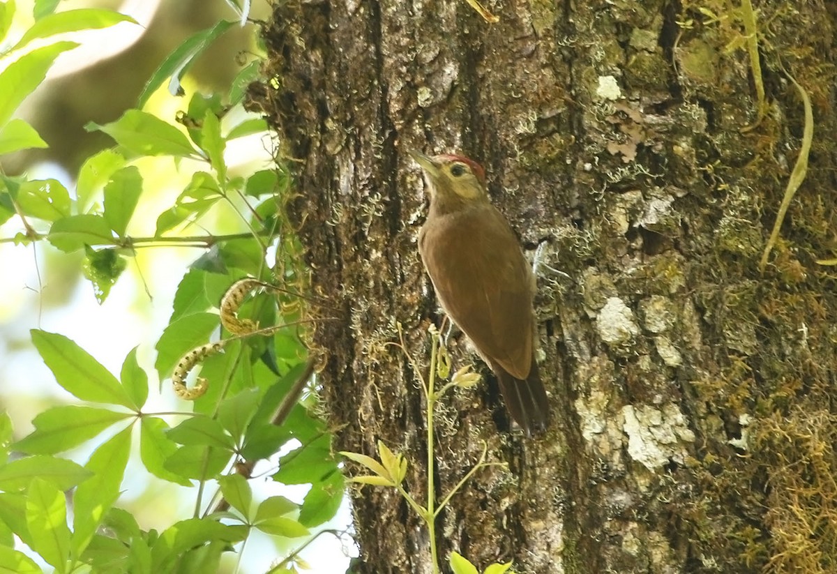 Smoky-brown Woodpecker - ML451187031