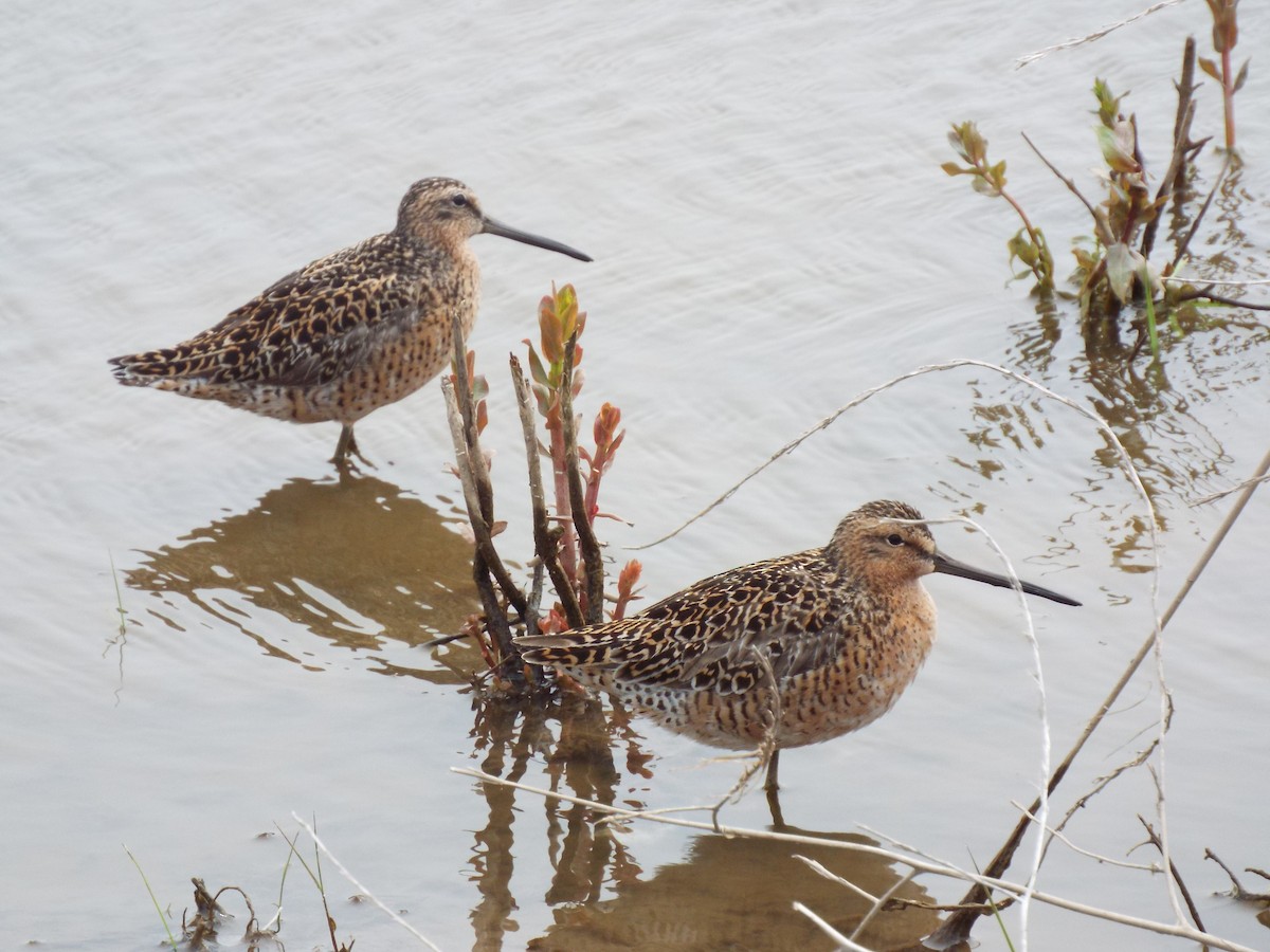 Short-billed Dowitcher - ML451187501