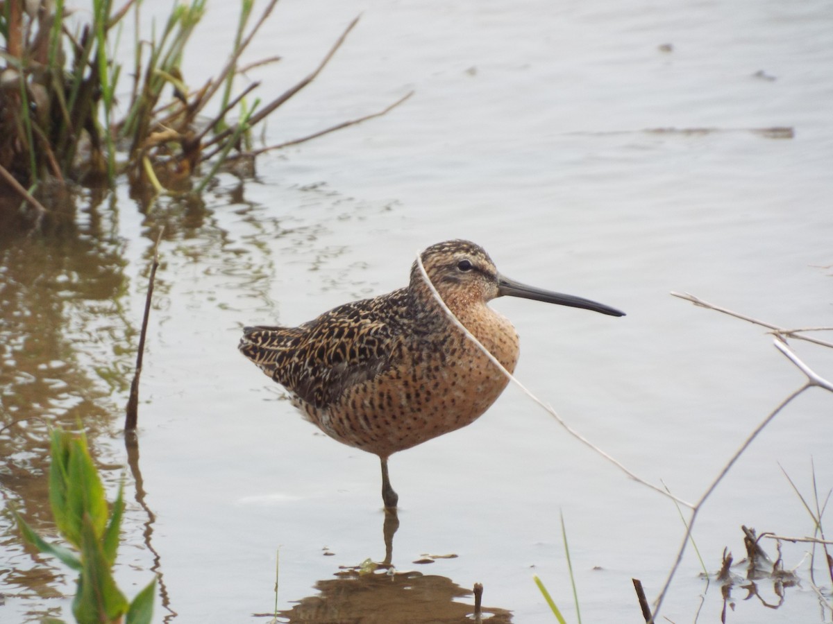Short-billed Dowitcher - ML451187521