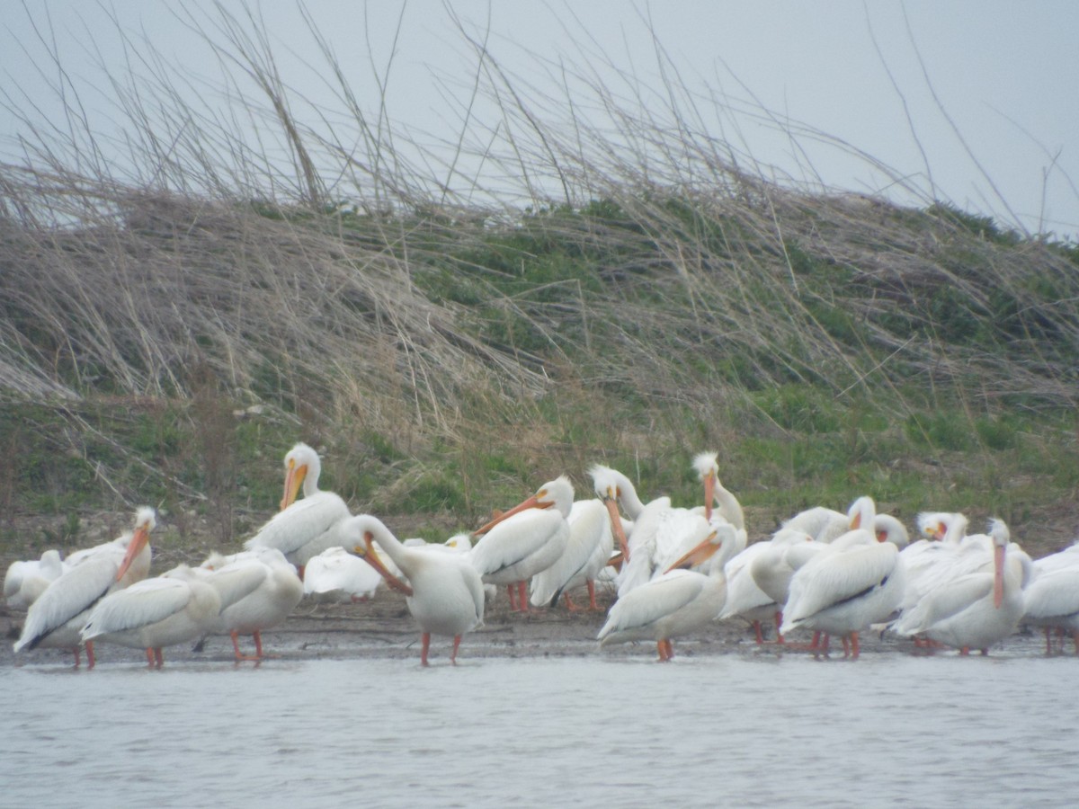 American White Pelican - ML451187691