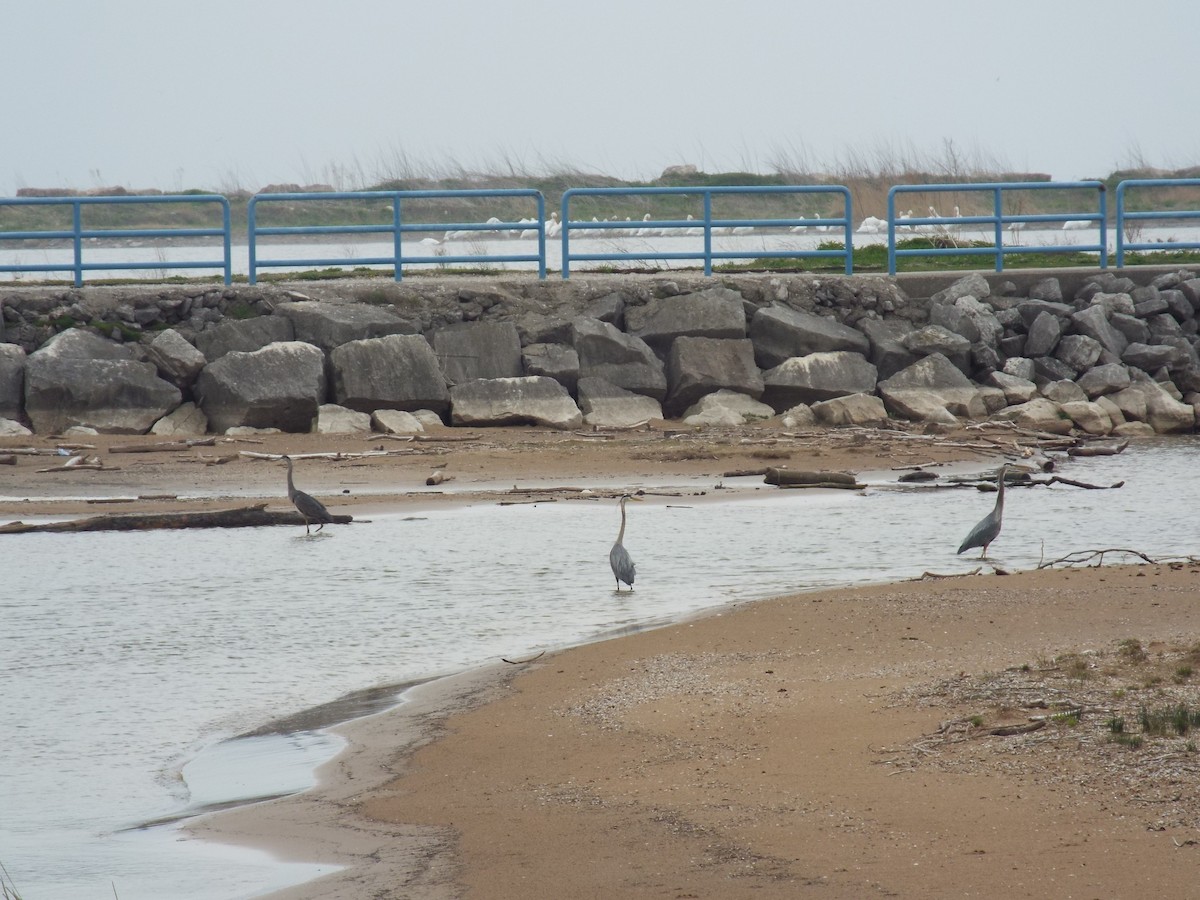 Great Blue Heron - ML451187851