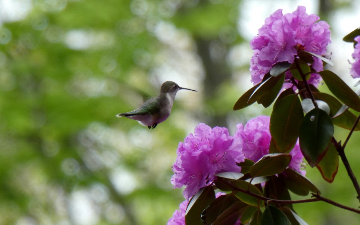 Ruby-throated Hummingbird - Martine Giroux