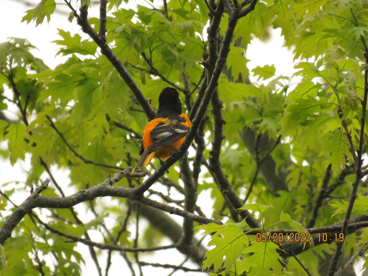 Baltimore Oriole - ML451188641