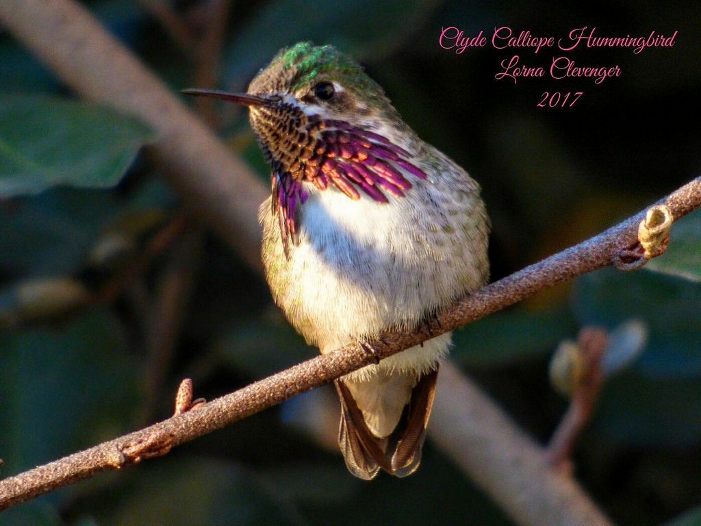 Calliope Hummingbird - ML45119101