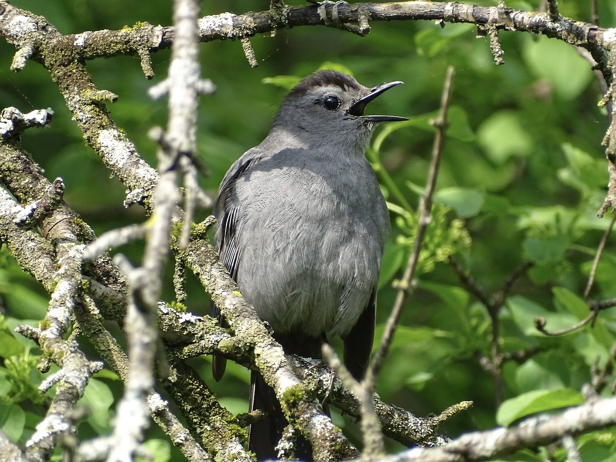 Pájaro Gato Gris - ML451193161