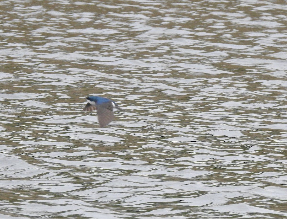 Tree Swallow - ML451193571