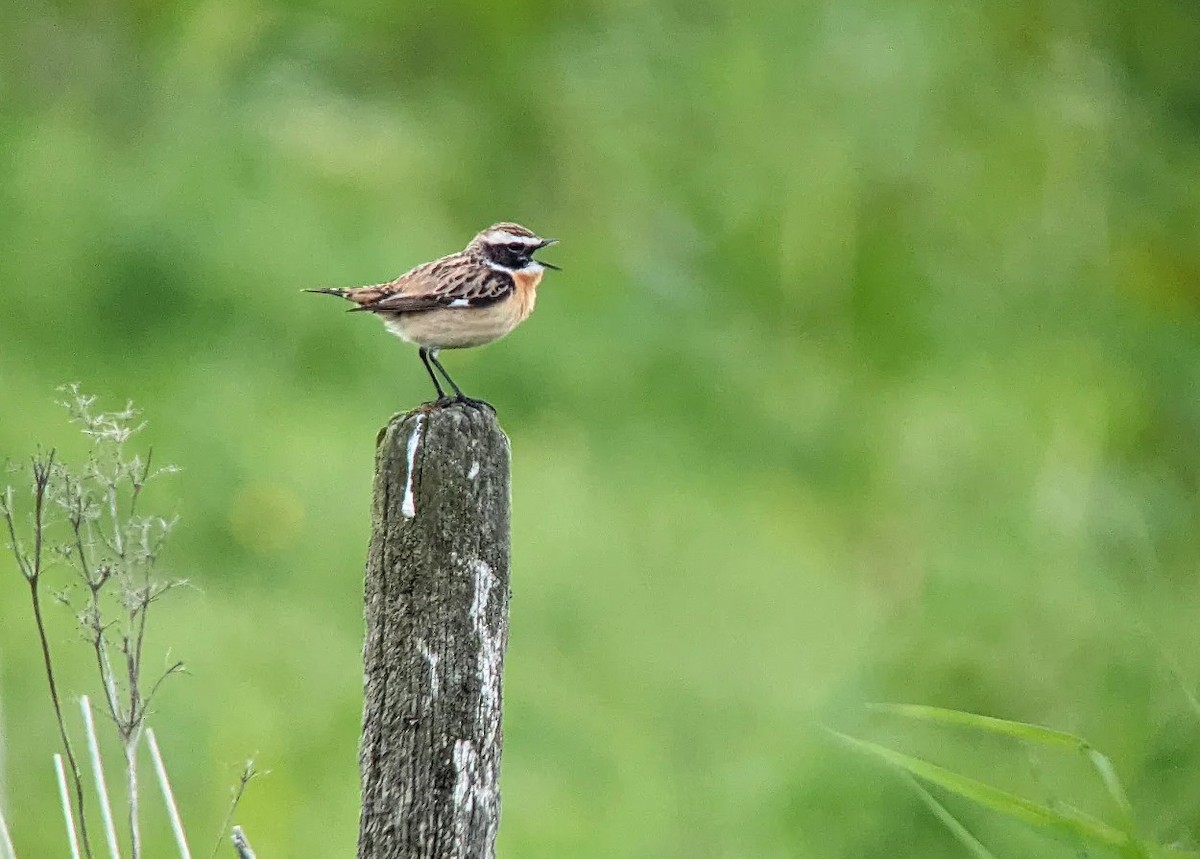 Whinchat - ML451196771