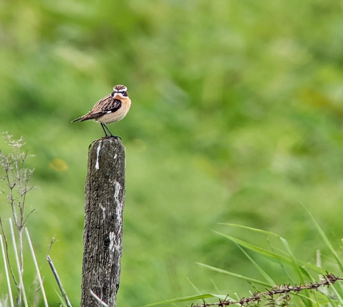 Whinchat - ML451196791