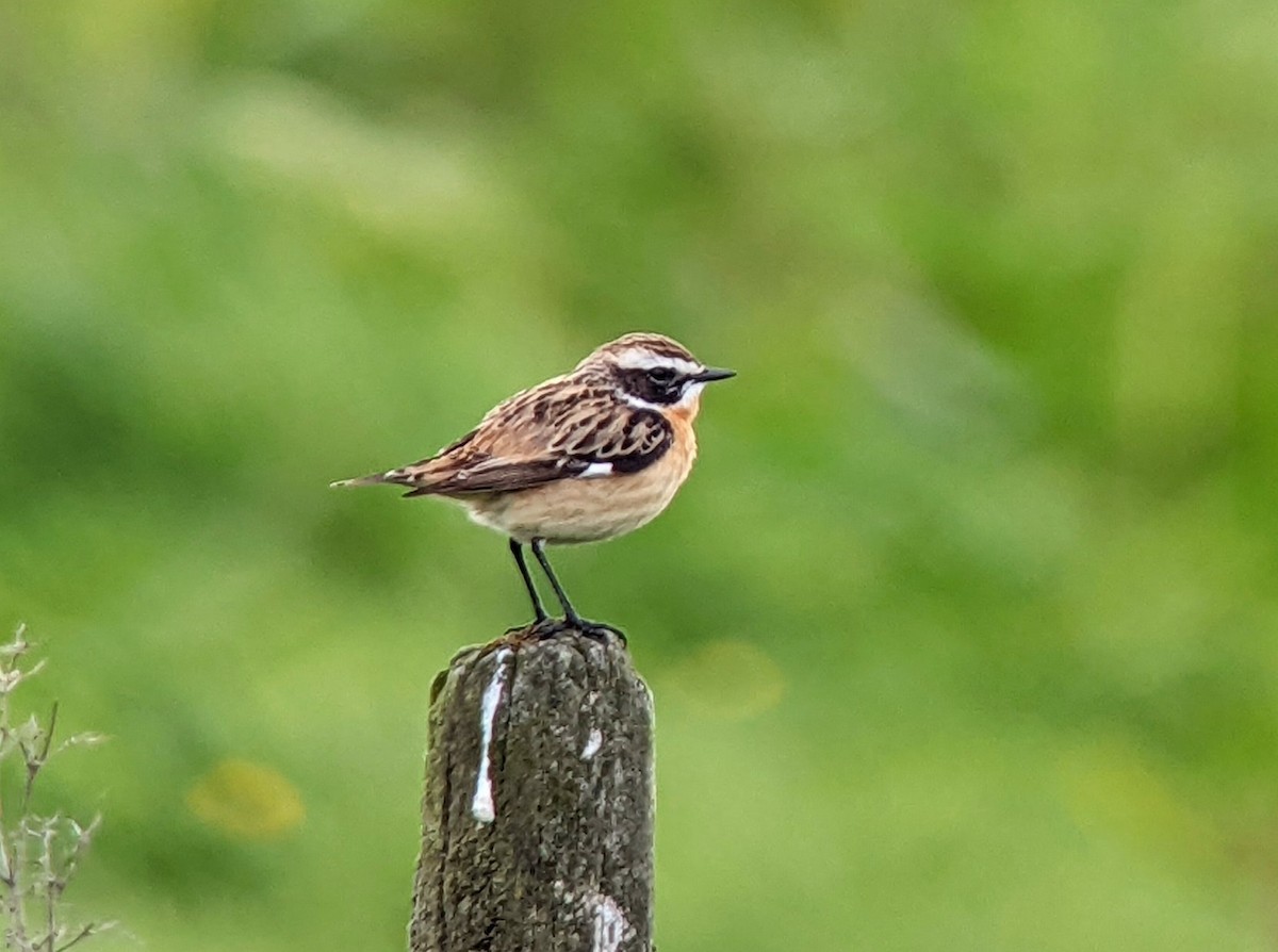 Whinchat - ML451196801