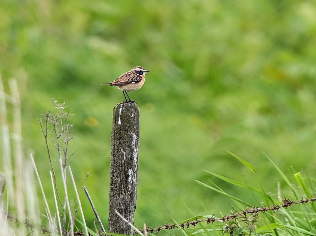 Whinchat - ML451196821